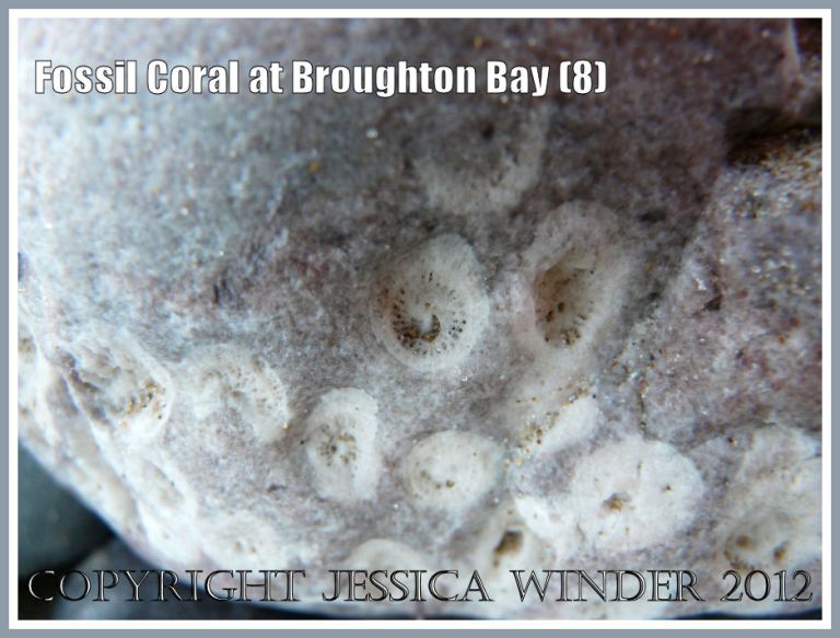 Fossil Coral at Broughton Bay (8)