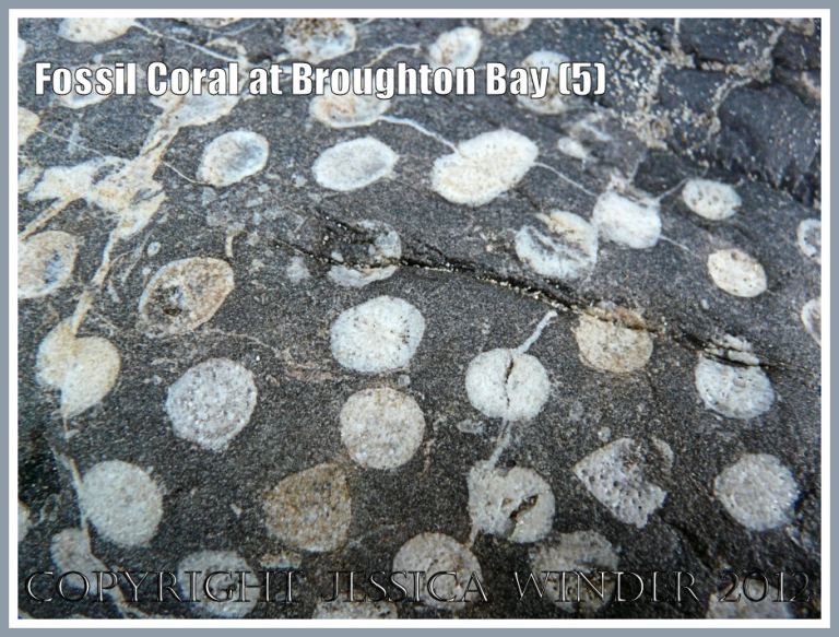 Fossil Coral at Broughton Bay (5)