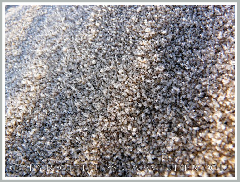 Frozen sand, with ice crystals on the grains, in the dunes at Broughton Bay, Gower, South Wales, New Year's Day 2010 (5) 