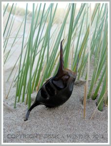 An empty skate egg case, or Mermaid's Purse, caught up in marram grass on frozen sand dunes at Broughton Bay, Gower, South Wales, New Year's Day 2010 (1)