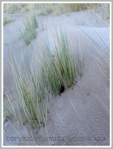 An empty skate egg case, or Mermaid's Purse, caught up in marram grass on frozen sand dunes at Broughton Bay, Gower, South Wales, New Year's Day 2010 (3)
