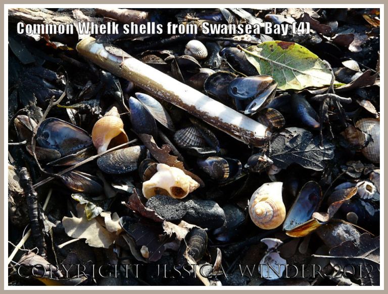 Common Whelk shells from Swansea Bay (4)