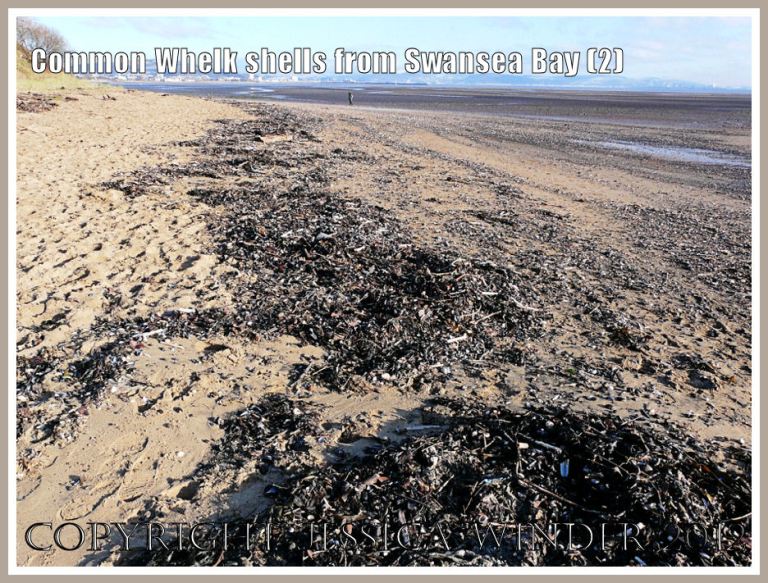 Common Whelk shells from Swansea Bay (2)