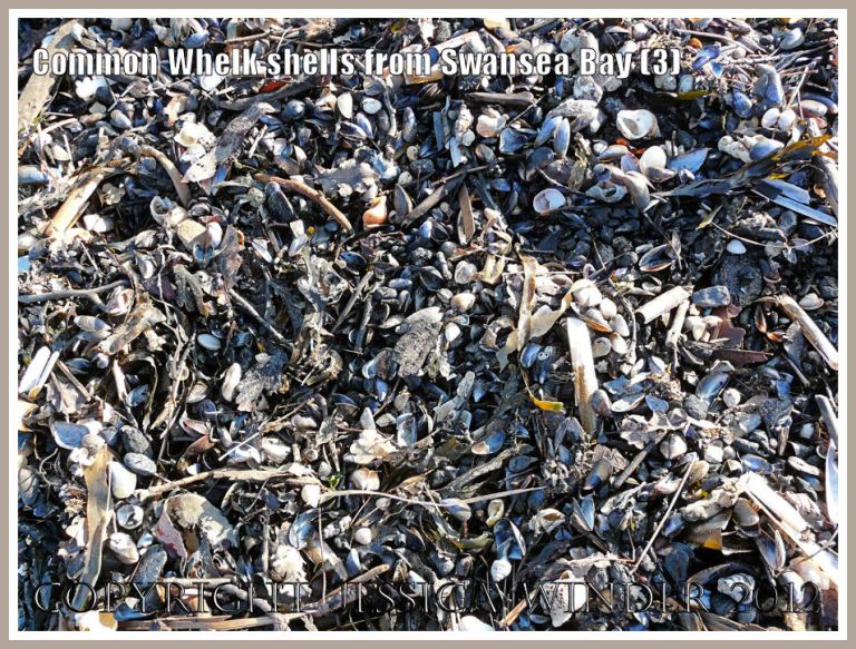 Common Whelk shells from Swansea Bay (3)