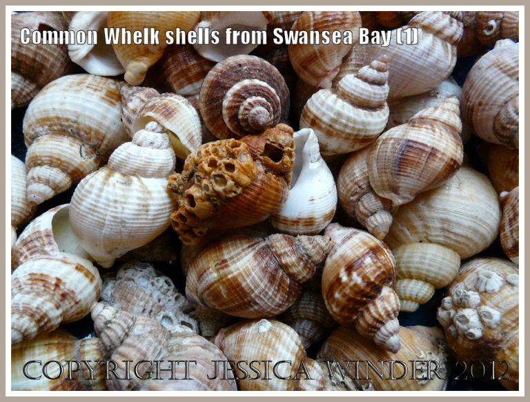 Common Whelk shells from Swansea Bay (1)