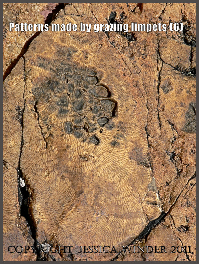 P1060674aBlog6 Pattern made by a limpet scraping the algal film from intertidal rock at Kimmeridge Bay, Dorset, UK - part of the Jurassic Coast (6) P1060674aBlog6 Pattern made by a limpet scraping the algal film from intertidal rock at Kimmeridge Bay, Dorset, UK - part of the Jurassic Coast (6)