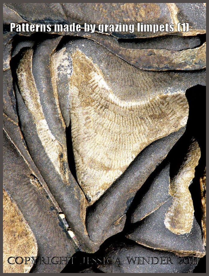 P1060678bBlog1 Pattern of "tooth" marks made by limpets scraping the algal film covering curiously shaped intertidal rock at Kimmeridge Bay, Dorset, UK - part of the Jurassic Coast (1) P1060678bBlog1 Pattern of "tooth" marks made by limpets scraping the algal film covering curiously shaped intertidal rock at Kimmeridge Bay, Dorset, UK - part of the Jurassic Coast (1)
