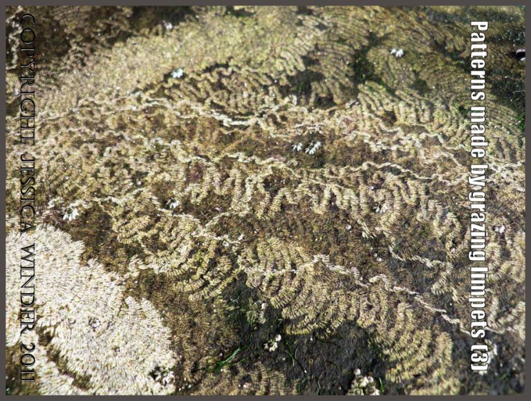 P1070086aBlog3 Pattern made by limpets scraping the algal film from intertidal rock at Mewslade Bay, Gower, West Glamorgan (3) P1070086aBlog3 Pattern made by limpets scraping the algal film from intertidal rock at Mewslade Bay, Gower, West Glamorgan (3)