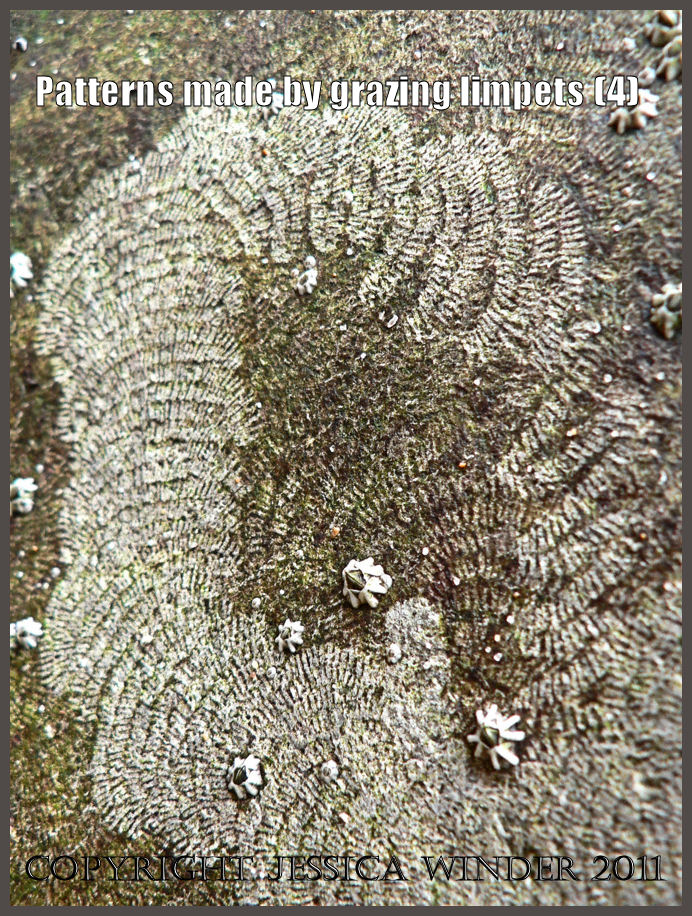 P1070091aBlog4 Pattern made by a limpet scraping the algal film from intertidal rock at Mewslade Bay, Gower, West Glamorgan (4) P1070091aBlog4 Pattern made by a limpet scraping the algal film from intertidal rock at Mewslade Bay, Gower, West Glamorgan (4)