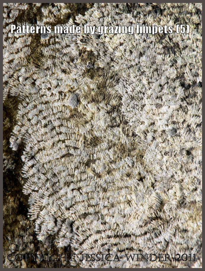 P1070093aBlog5 Pattern made by a limpet scraping the algal film from intertidal rock at Mewslade Bay, Gower, West Glamorgan (5) P1070093aBlog5 Pattern made by a limpet scraping the algal film from intertidal rock at Mewslade Bay, Gower, West Glamorgan (5)