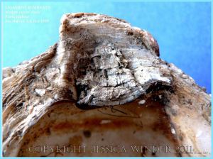 P1080938cBlog7 Remains of the ligament preserved in a recent specimen of European Flat Oyster, Ostrea edulis L., from Poole Bay, Dorset, UK in the 1980's (7)