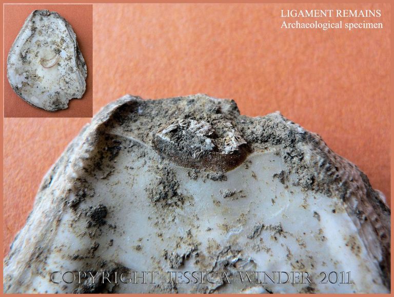 P1090229Blog6 Remains of the ligament preserved in an archaeological specimen of European Flat Oyster, Ostrea edulis L., dating from the 9th Century AD (6)
