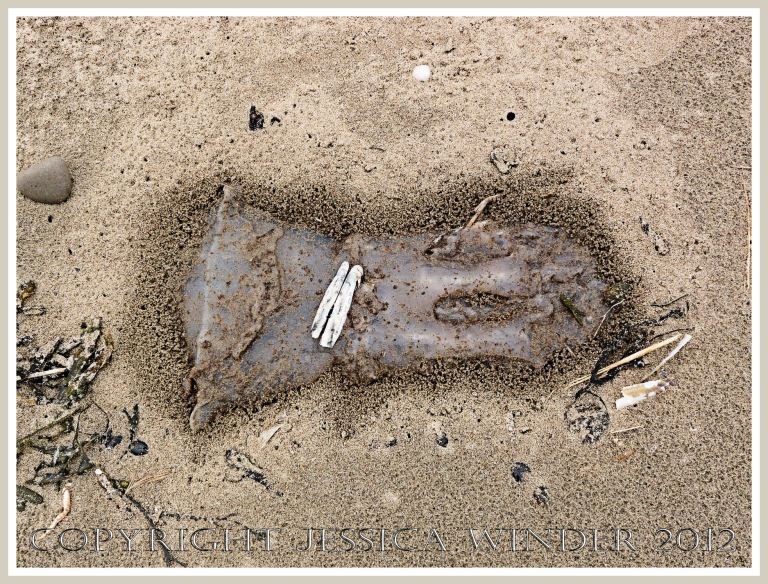 Dead & decomposing jellyfish 1 - Decomposing jellyfish on the strandline surrounded by hundreds of small holes made by burrowing sand hoppers in the locally damp sand