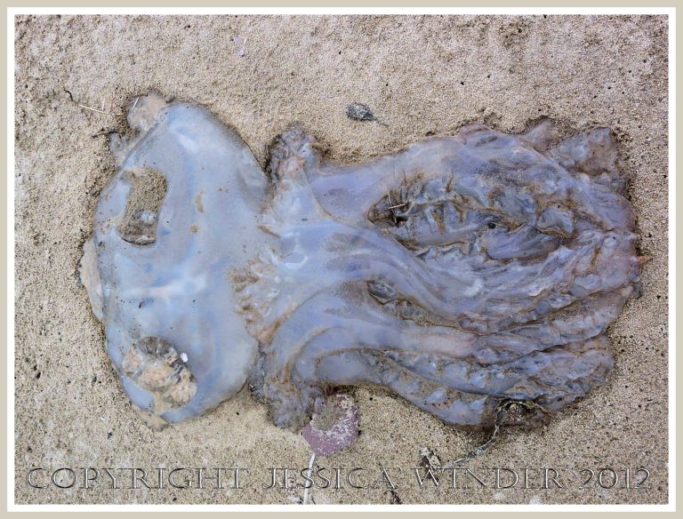 Dead & decomposing jellyfish 2 - Decomposing barrel-mouthed jellyfish on the sandy strandline.
