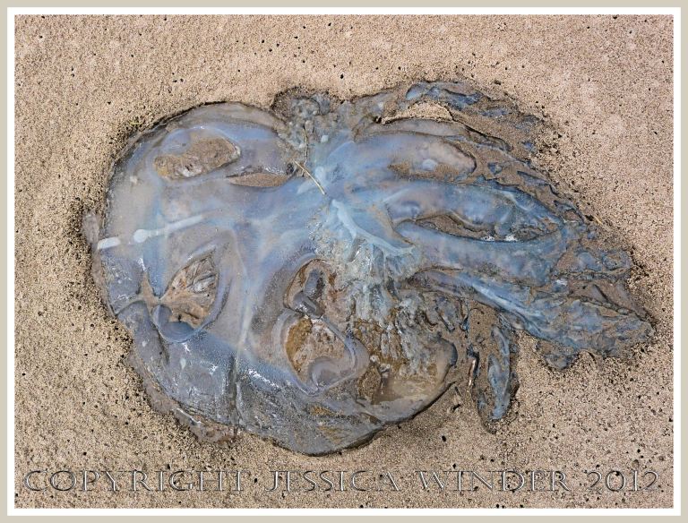 Dead & decomposing jellyfish 5 - Sand-covered Rhizostoma octopus jellyfish on the strandline of a Gower beach in South Wales.