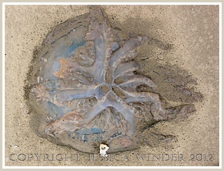 Dead & decomposing jellyfish 3 - Decomposing dustbin-lid jellyfish on the sandy strandline.
