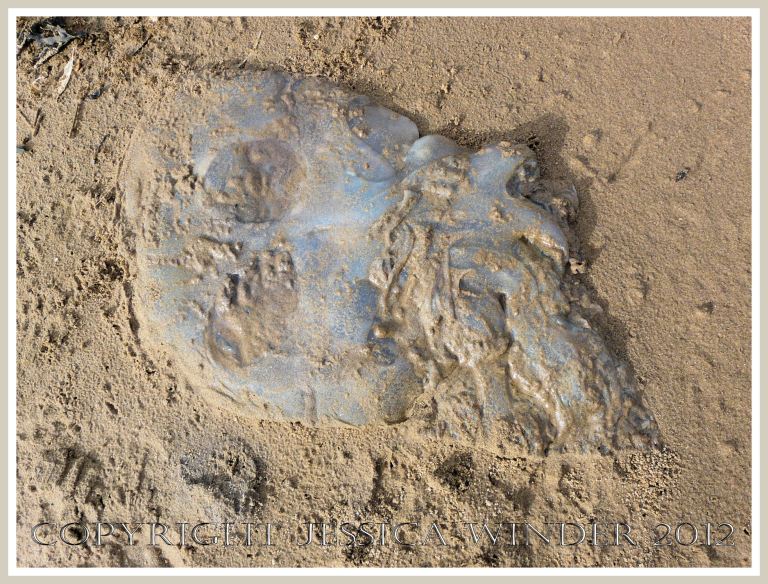 Dead & decomposing jellyfish 6 - Sand-covered dead Rhizostoma octopus jellyfish on a sandy Gower beach.