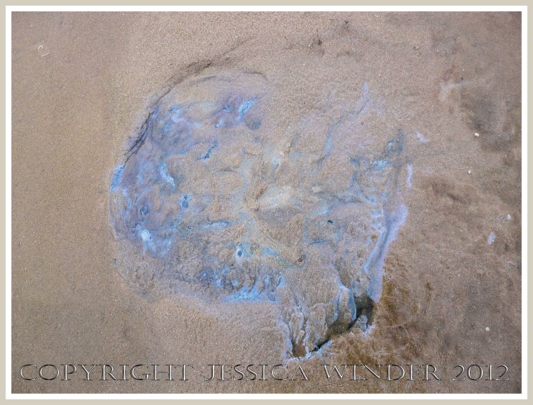 Dead & decomposing jellyfish 11 - A vague blue gelatinous shadow on the beach where a Rhizostoma octopus jellyfish has completely decomposed, deliquesced and soaked into the sand.