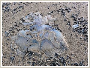 Dead & decomposing jellyfish 7 - Decomposing 'dustbin-lid' or 'barrel-mouthed' jellyfish (Rhizostoma octopus Linnaeus) on a sandy beach with mussel shells.