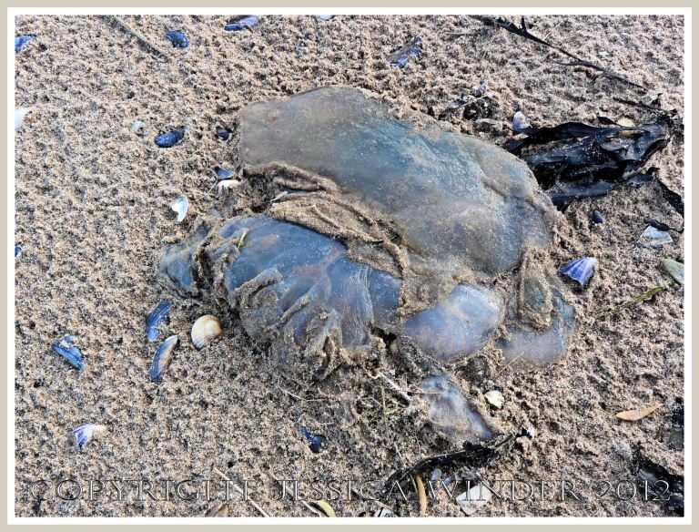 Dead & decomposing jellyfish 8 - Decomposing 'dustbin-lid' or 'barrel-mouthed' jellyfish (Rhizostoma octopus Linnaeus) on a sandy beach with mussel shells.