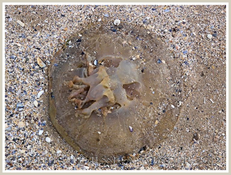 Dead & decomposing jellyfish 9 - Decomposing 'dustbin-lid' or 'barrel-mouthed' jellyfish (Rhizostoma octopus Linnaeus) on the shelly sand of a Gower beach.