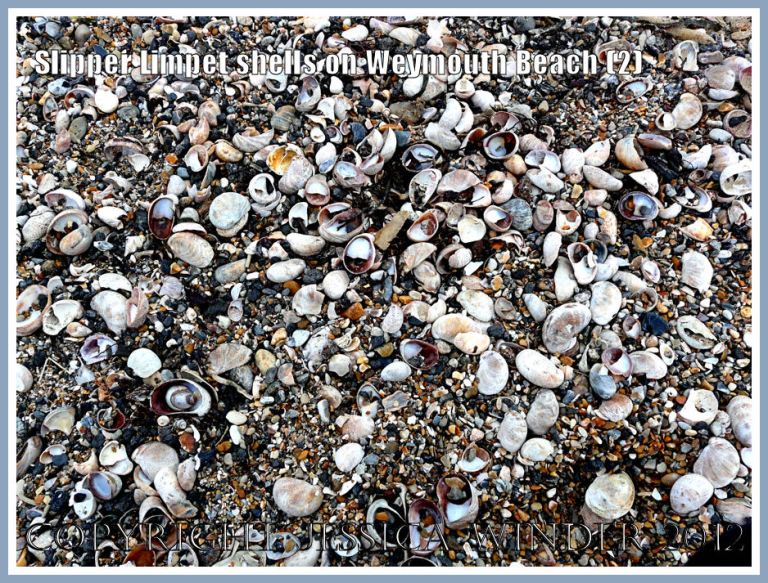 Slipper Limpet shells on Weymouth Beach (2)