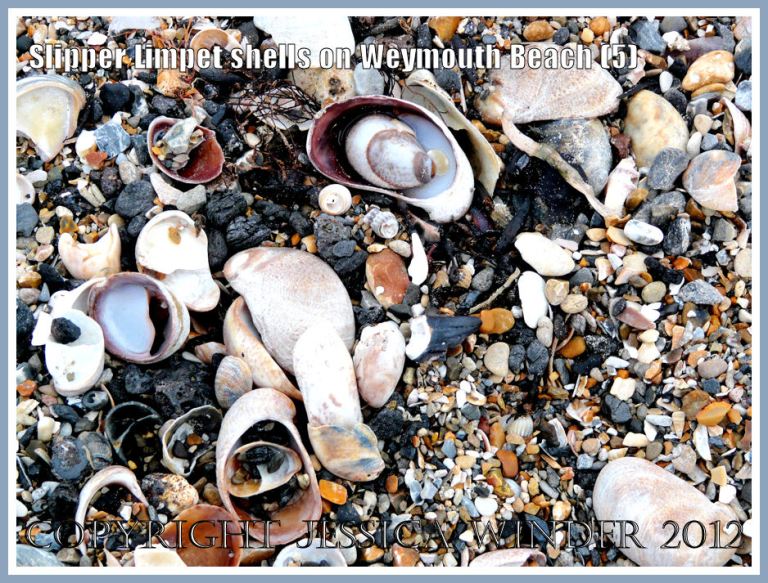 Slipper Limpet shells on Weymouth Beach (5)