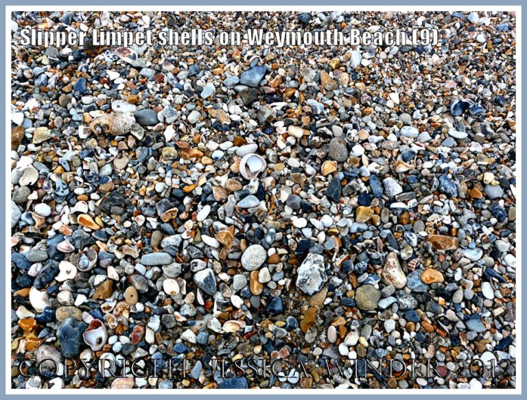 Slipper Limpet shells on Weymouth Beach (9)