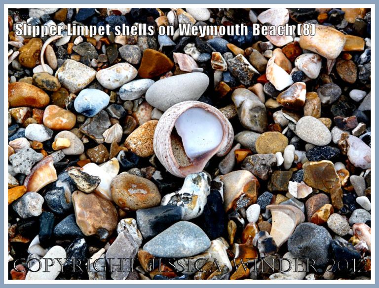Slipper Limpet shells on Weymouth Beach (8)