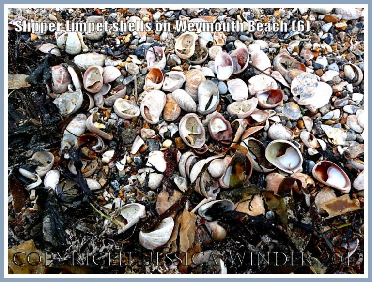 Slipper Limpet shells on Weymouth Beach (6)