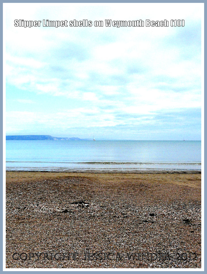 Slipper Limpet shells on Weymouth Beach (10)