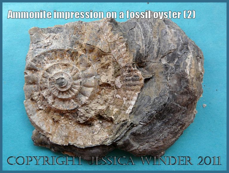 P1220143Blog2 Impression of an ammonite on the outer surface of the left valve shell of a Jurassic fossil oyster from Ringstead Bay, Dorset, UK - part of the Jurassic Coast (2)