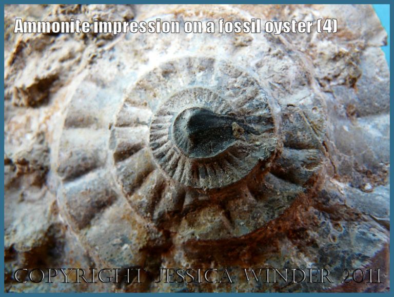 Close-up of the spiral shape of the ammonite impression on a fossil oyster shell from Ringstead Bay, Dorset, UK - part of the Jurassic Coast (4)