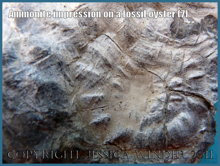 Detail of the impression of an ammonite on the outer surface of the right valve of a fossil oyster (which also had an ammonite impression on the matching left valve of the pair) from Ringstead, Dorset, UK - part of the Jurassic Coast (7)