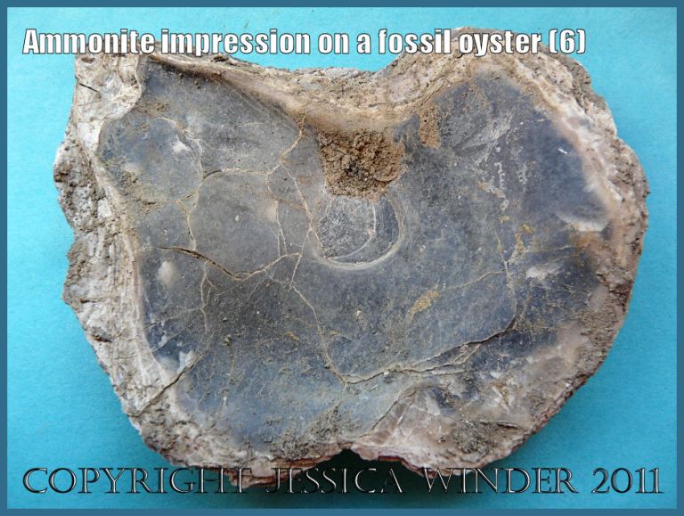 The inner surface of the right valve of a fossil oyster shell, on the outer surface of which is an ammonite impression, from Ringstead Bay, Dorset, UK - part of the Jurassic Coast (6)