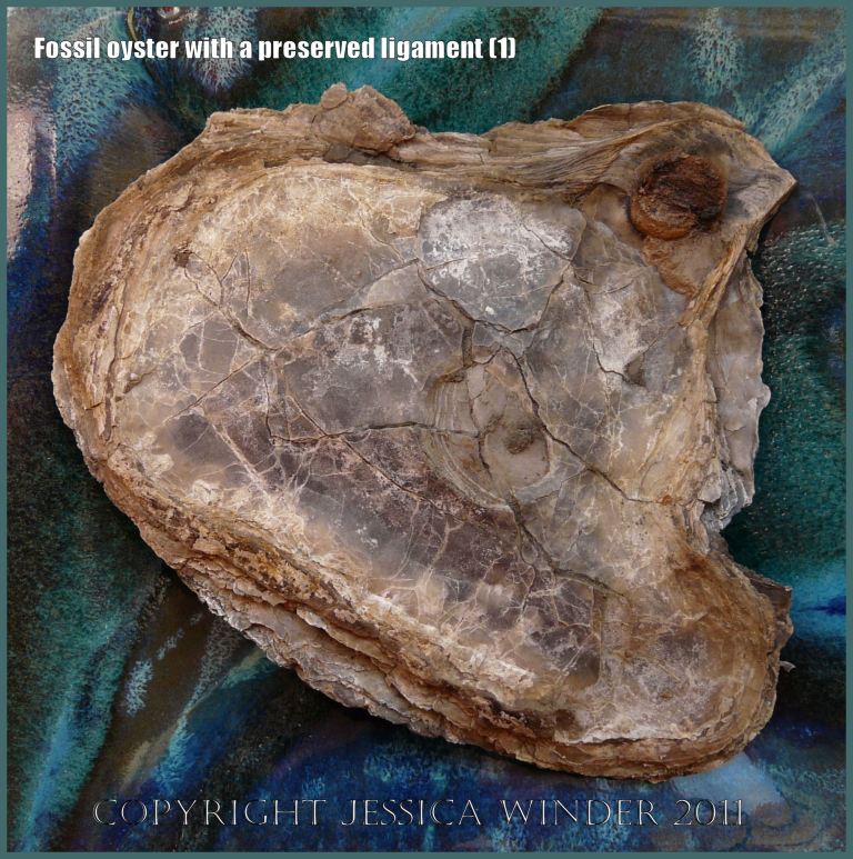 P1220157bBlog1 Jurassic fossil oyster, internal view, showing the ligament preserved in situ. From Ringstead Bay, Dorset, UK - part of the Jurassic Coast (1)