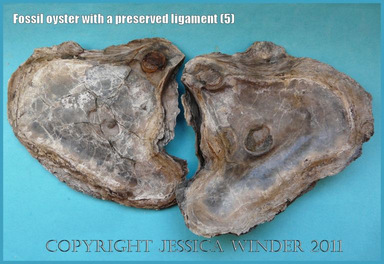 P1220186aBlog5 The inside surfaces of the paired valves of a Jurassic fossil oyster, Liostrea (Deltoideum) delta, showing the preserved remains of the ligament that joined them. Ringstead Bay, Dorset, UK on the Jurassic Coast World Heritage Site (5)