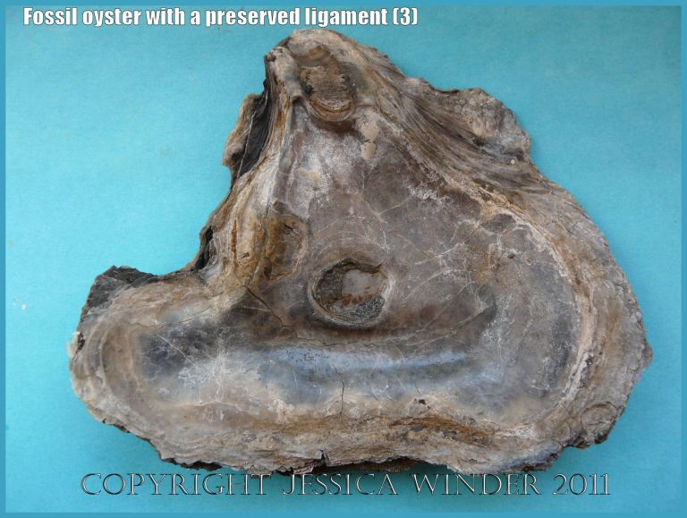 P1220187aBlog3 Jurassic fossil oyster, Liostrea (Deltoideum) delta, interior left valve showing remains of the ligament preserved in situ, from Ringstead Bay, Dorset, UK on the Jurassic Coast World Heritage Site (3)
