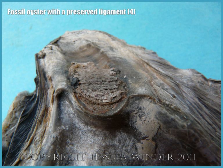 P1220190aBlog4 Close-up of the interior surface of the left valve of a Jurassic fossil oyster, Liostrea (Deltoideum) delta, showing remains of the ligament preserved in situ, from Ringstead Bay, Dorset, UK on the Jurassic Coast World Heritage Site (4)