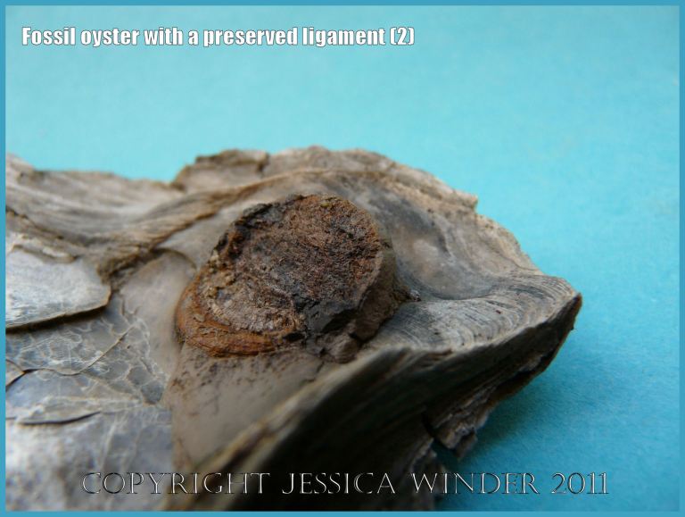 P1220198aBlog2 Preserved ligament in situ on interior surface of the right valve of a Jurassic fossil oyster, Liostrea (Deltoideum) delta, from Ringstead Bay, Dorset, UK on the Jurassic Coast World Heritage Site (2)