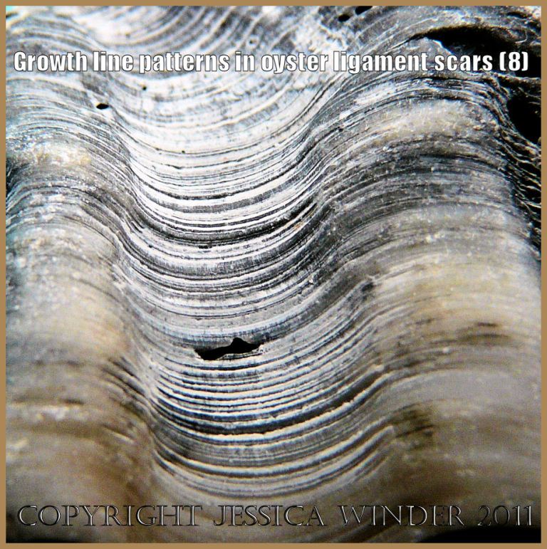 P1220295aBlog8 Growth line pattern in the ligament area of an old oyster shell (8)