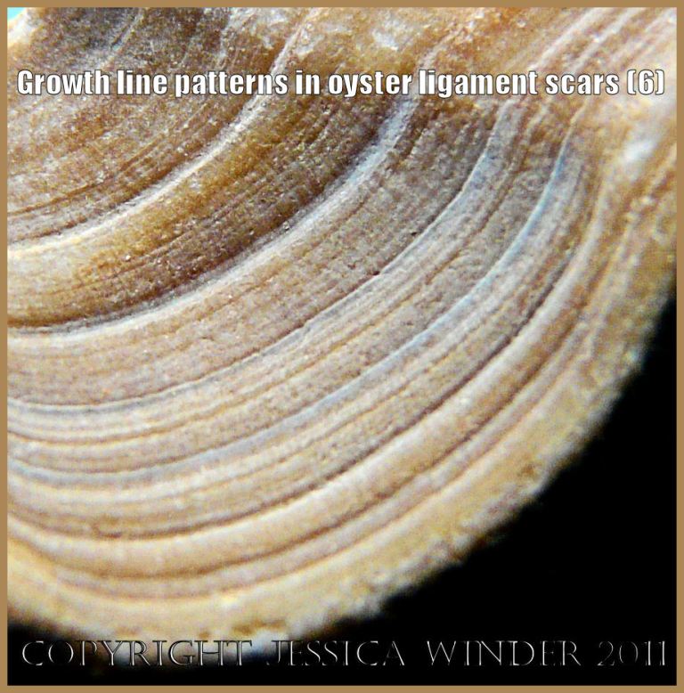 Growth line patterns in oyster ligament scars (1) – Jessica's Nature Blog