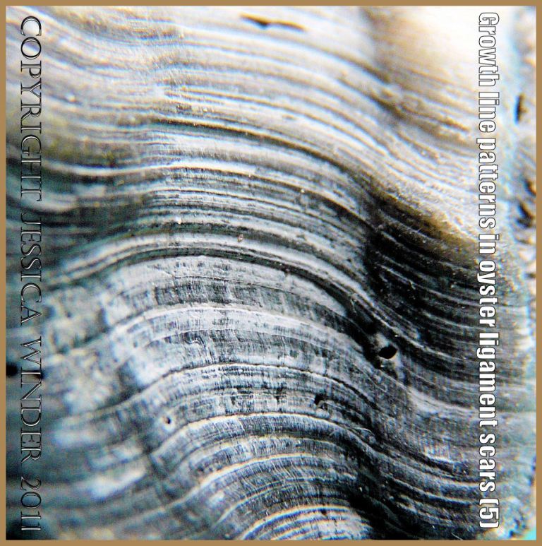 P1220315aBlog5 Growth line pattern in the ligament area of an old oyster shell (5)