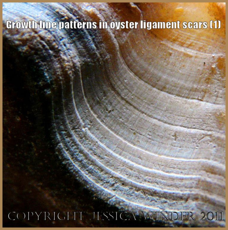 P1220395aBlog1 The curving growth lines in the area for ligament attachment in an old oyster shell (1)