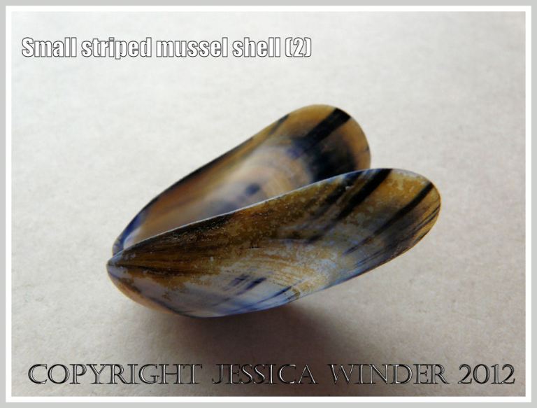 Small striped mussel shell (2)