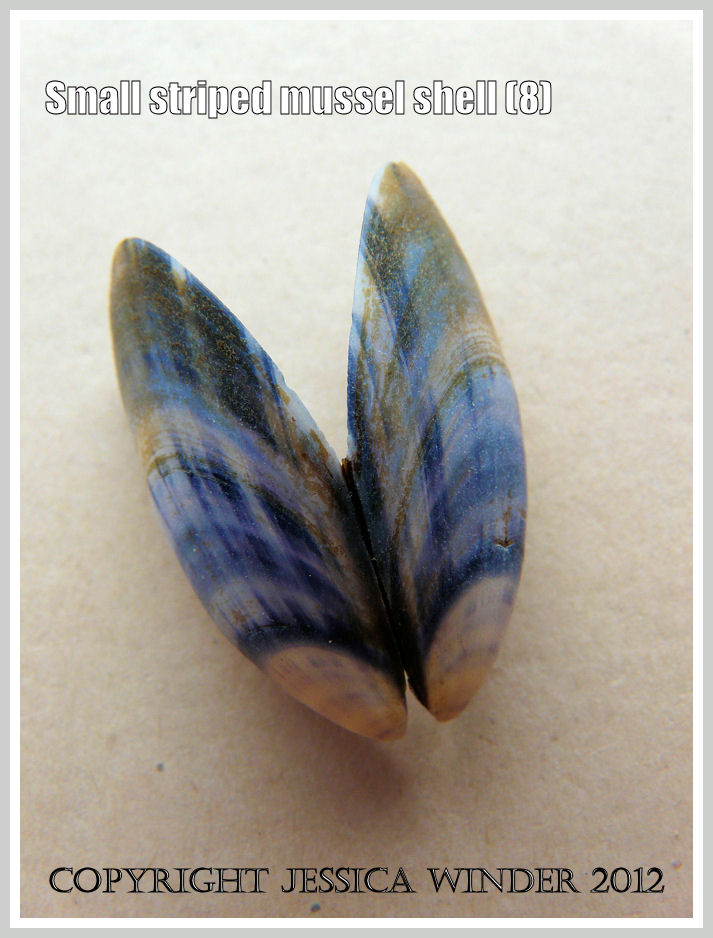 Small striped mussel shell (8)