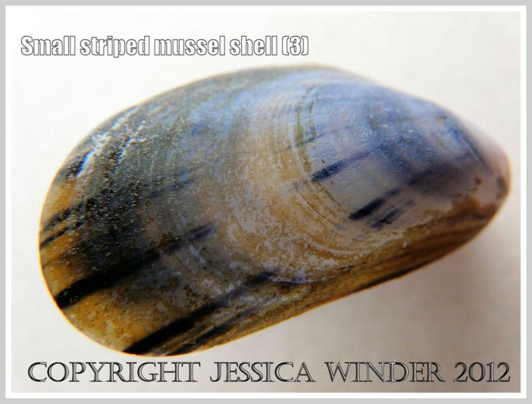 Small striped mussel shell (3)