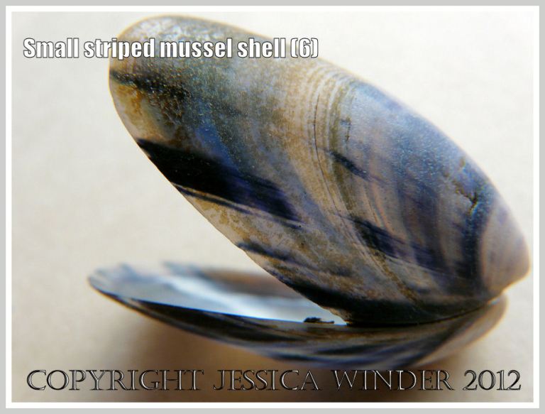 Small striped mussel shell (6)