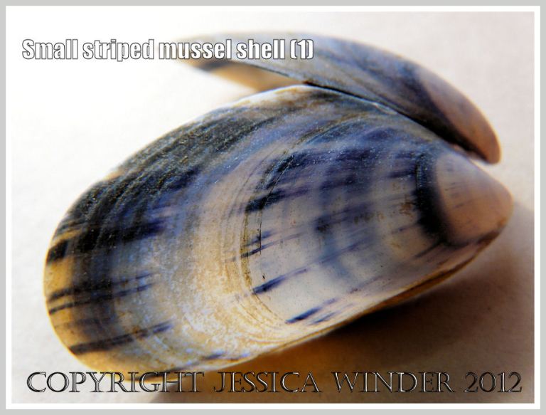 Small striped mussel shell (1) P1220580aBlog1