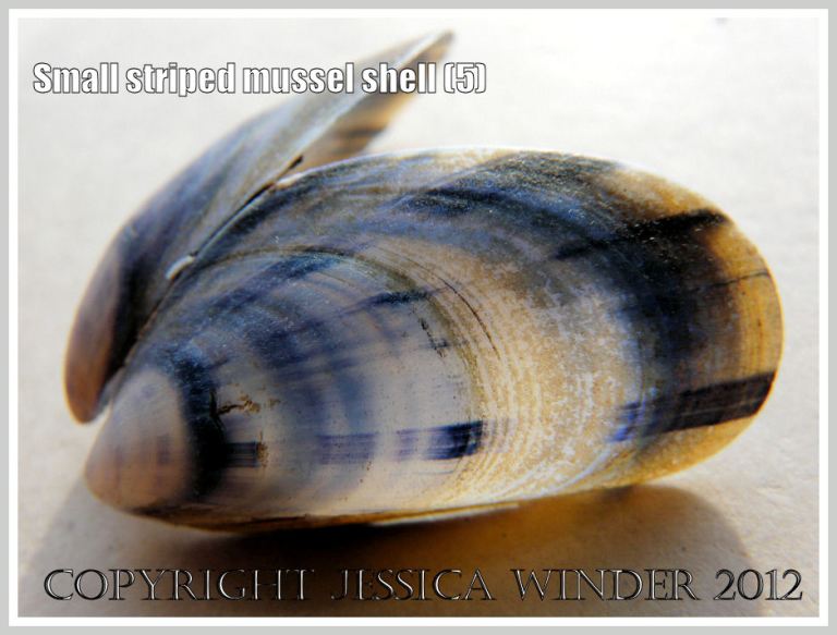 Small striped mussel shell (5)